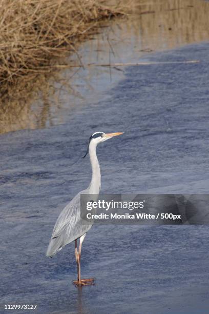 reiger - kinderdijk stock pictures, royalty-free photos & images