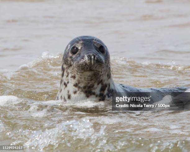 grey seal - blakeney imagens e fotografias de stock