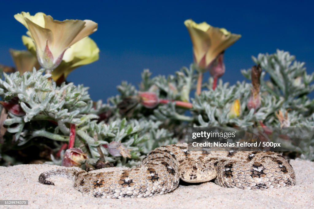 Namaqua Dwarf Adder - Bitis Schneideri