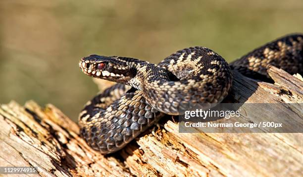 nature photograph of adder snake (vipera berus) - adder stock pictures, royalty-free photos & images