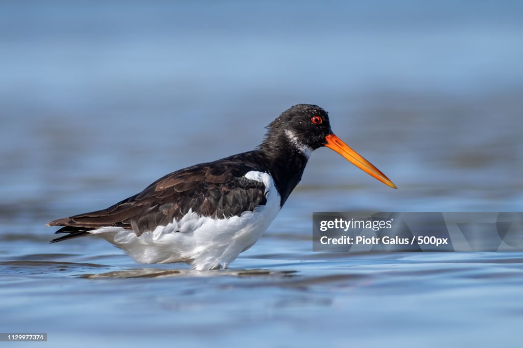 Oystercatcher
