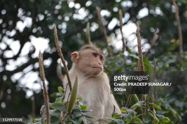 monkey - ubud monkey forest stock pictures, royalty-free photos & images