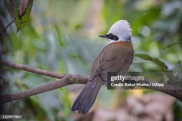 close up of white crested laughing thrush (garrulax leucolophus) standing on branch - garrulax leucolophus stock pictures, royalty-free photos & images
