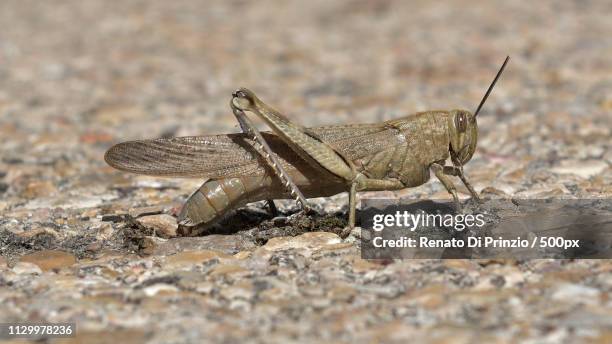 tiene huevos la cosa - saltamontes stock pictures, royalty-free photos & images