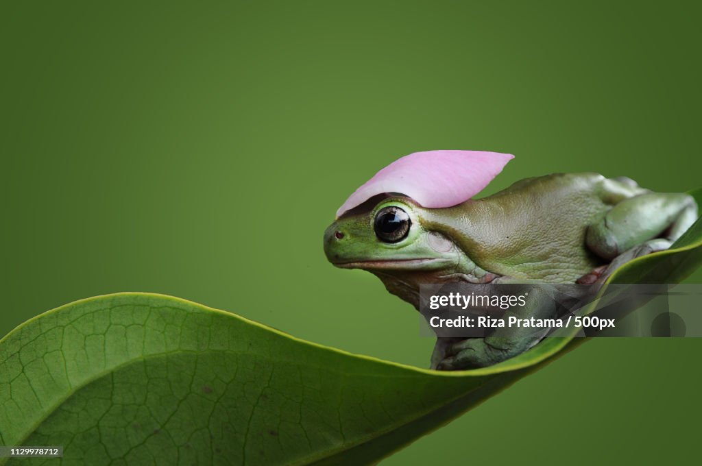 Frog