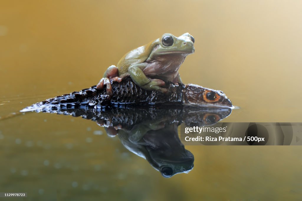 Frog And Croc
