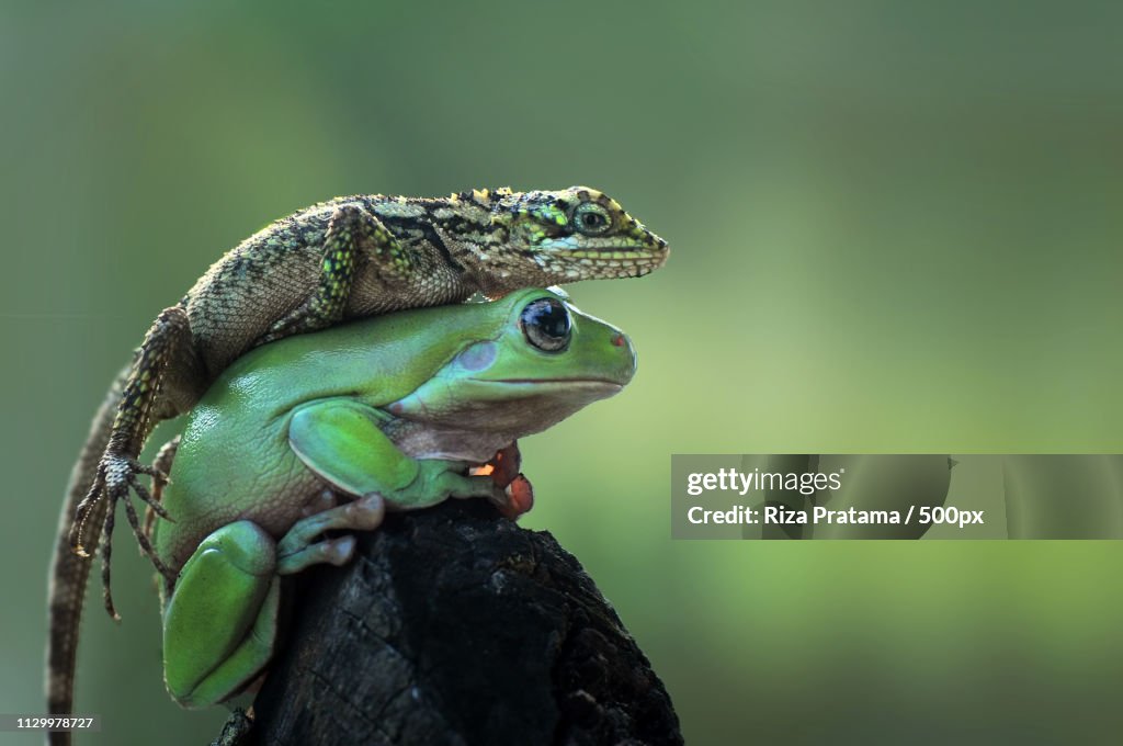 Frog And Lizard