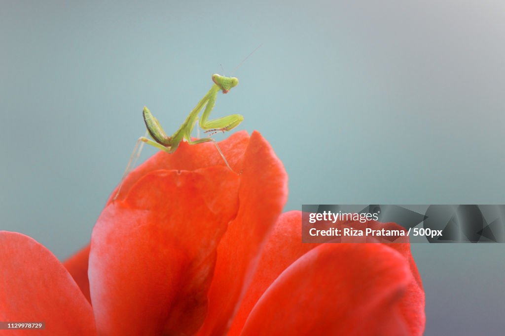 Mantis