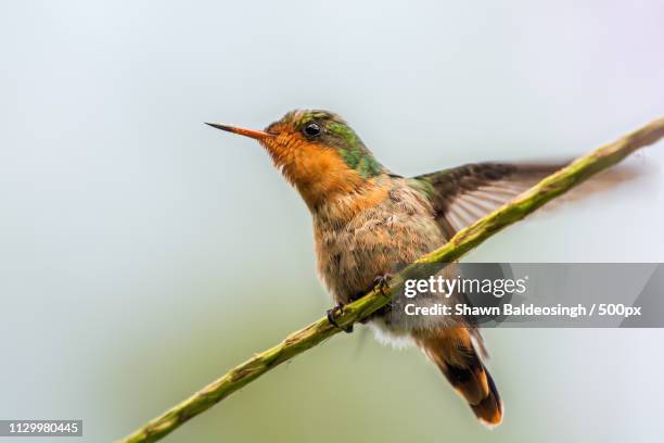 Female Tufted Coquette, Bildbanksbilder