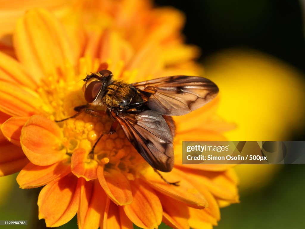 Close-up of fly on orange flower