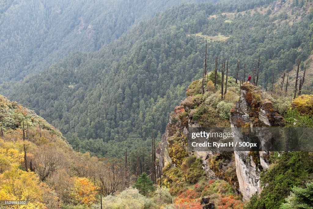 Landscape with cliff in mountains and forest