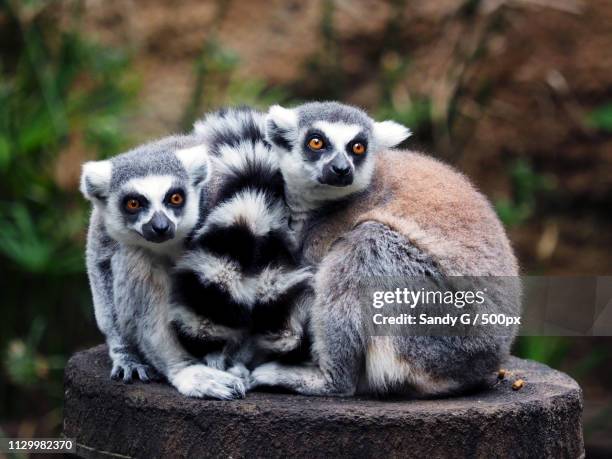 chilly lemurs - houston zoo stock pictures, royalty-free photos & images