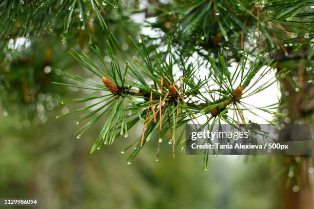 close-up photo of shortstraw pine (pinus virginiana) - pinus virginiana stock pictures, royalty-free photos & images