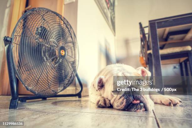 it's so hot today - dog fan stock pictures, royalty-free photos & images