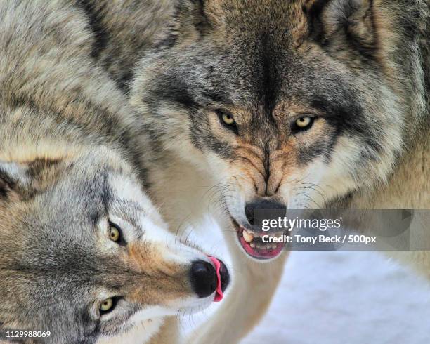Wolf Teeth Photos and Premium High Res Pictures - Getty Images