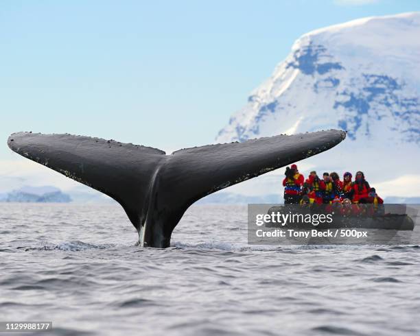 humpback whale watching - antarctica whale stock pictures, royalty-free photos & images