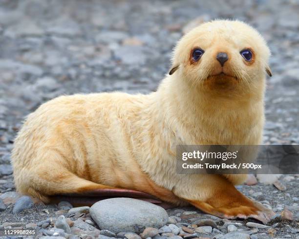 blondie - antarctic fur seal stock pictures, royalty-free photos & images