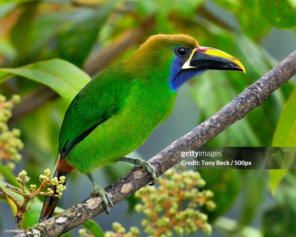 Emerald Toucanet