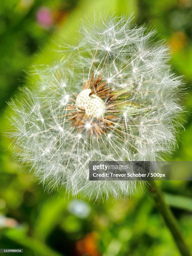 Dandelion in close up
