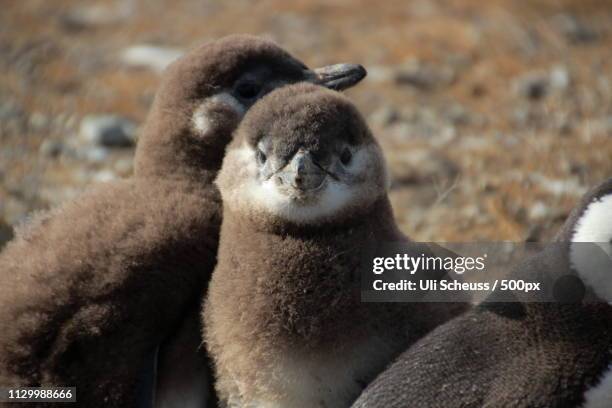 magellanian penguin babies - マゼランペンギン ストックフォトと画像