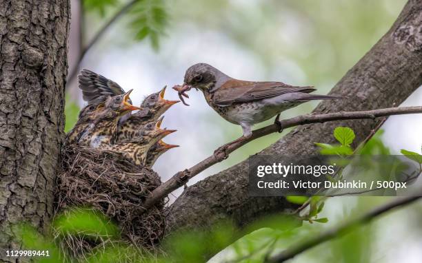 enough for all (turdus pilaris) - cesena foto e immagini stock