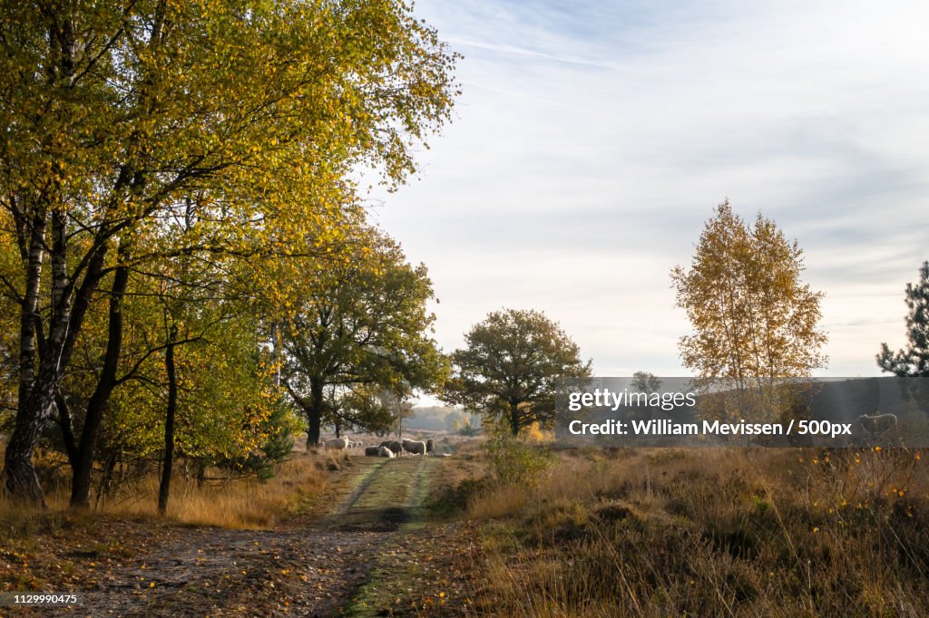 Autumn Path With Sheep De Hamert