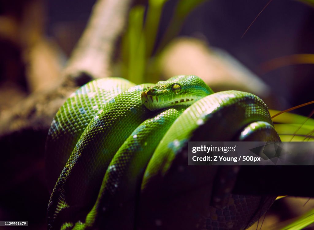 Green Python