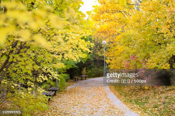 footpath between trees in autumn - 平 stock-fotos und bilder
