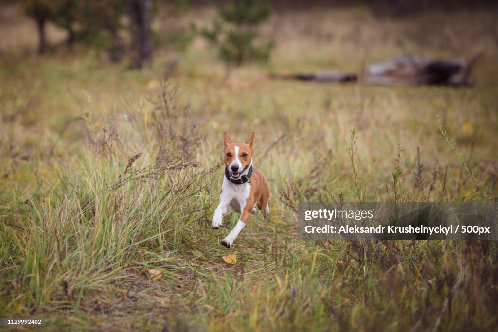 Basenji Dog Walking In The Park
