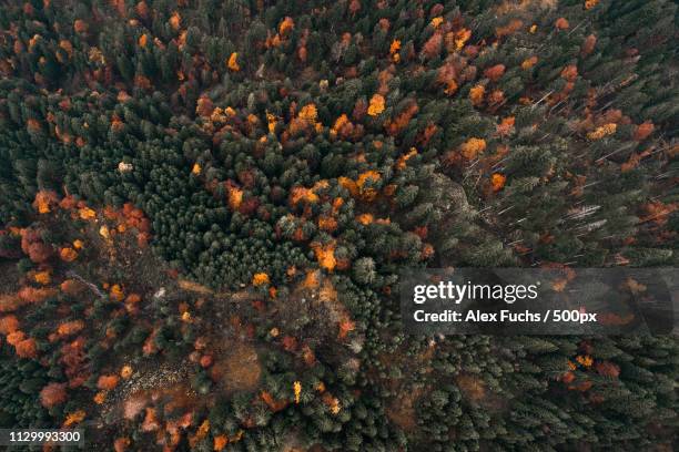 Birdview Background 17 Forest Birdview Stock Photos, High-Res Pictures, and Images - Getty ...