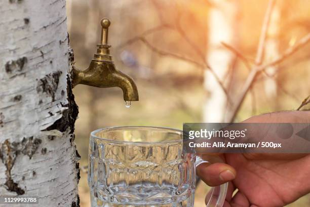 close-up of human filling glass with birch juice - björk bildbanksfoton och bilder