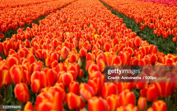 tulpenveld - tulpenveld foto e immagini stock