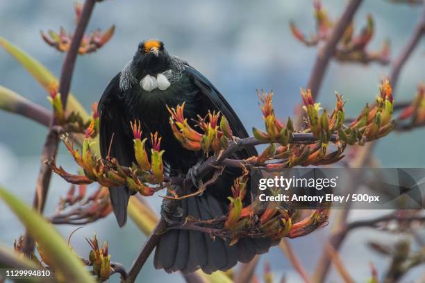 tui (prosthemadera novaeseelandiae) bird perching on branch - tui bird stock pictures, royalty-free photos & images