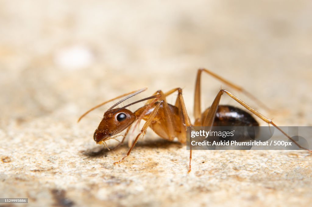Macro Ghost Ant
