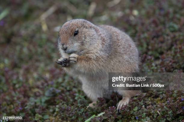 prairie dog - dierentuin stock pictures, royalty-free photos & images