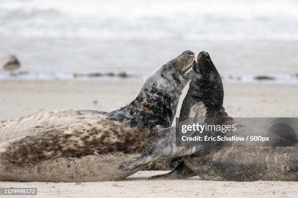 gray seal helgoland - kegelrobbe stock pictures, royalty-free photos & images