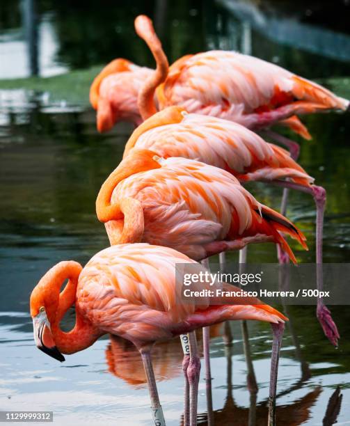 american flamingo - phoenicopterus ruber - florida pier stock pictures, royalty-free photos & images