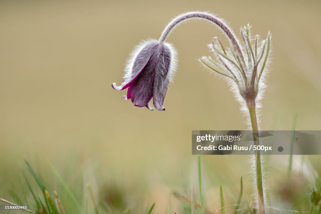Pulsatilla Pratensis (Small Pasque Flower)
