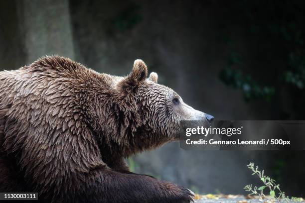 brown bear, captive - brown bear cub photos et images de collection