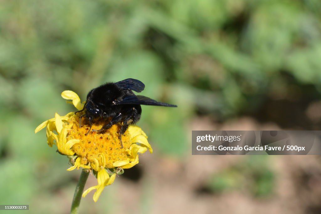 Black Bee