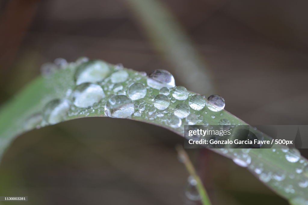Rain drops on blade of grass
