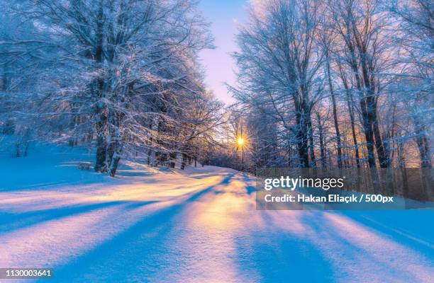 winter - birch forest ストックフォトと画像