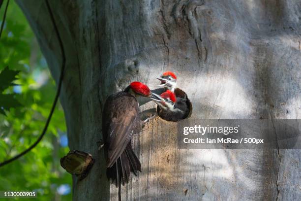 growing - tree stump stock pictures, royalty-free photos & images