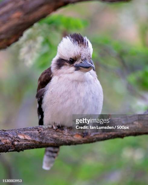 young kookaburra - kingfisher australia stock pictures, royalty-free photos & images