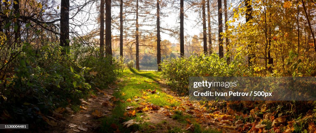 Small Passage To Glade Near Lake