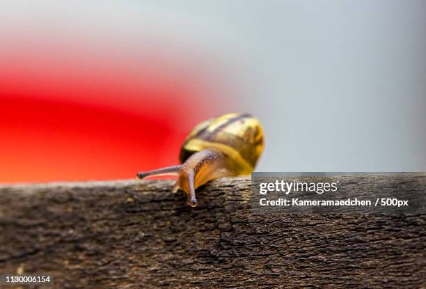 escargot - auge makro foto e immagini stock