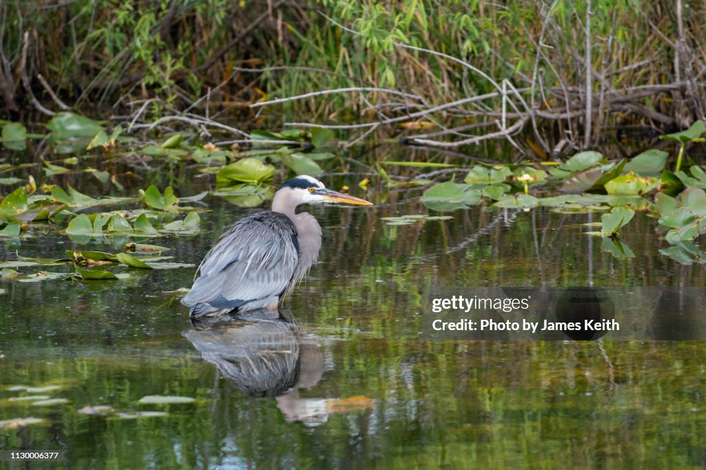 A great blue heron wades into the shallows and patiently waits for its prey to come within striking distance.
