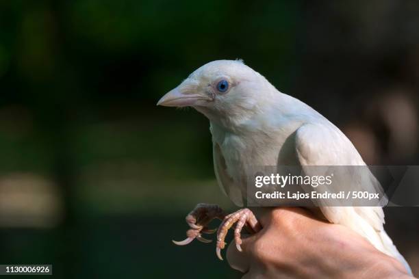 rare as a white jackdaw - white crow stock pictures, royalty-free photos & images