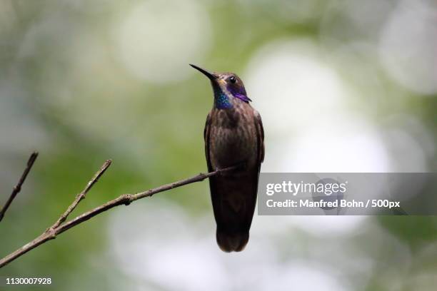 tropical hummingbird sitting on branch - kolibri fotografías e imágenes de stock