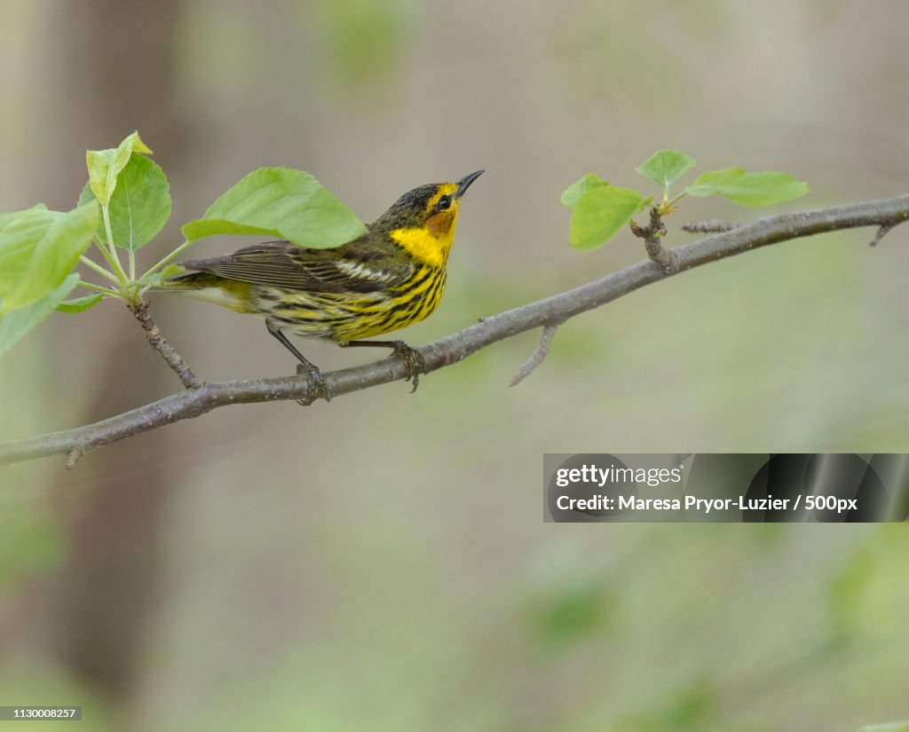 Cape May Warbler